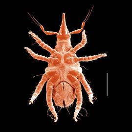 Bdellid venter (DEW)