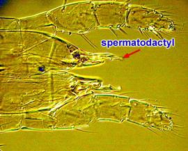   Blattisocius  male spermatodactyl
