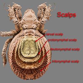 Adult with piled scalps (DEW)