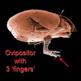 Ovipositor (DEW)