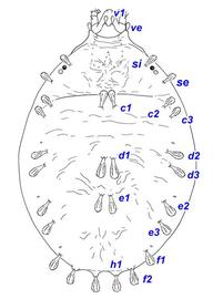 Dorsum of  Bryobia  sp. with setae labeled
