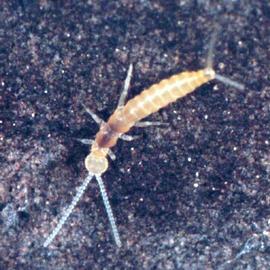 Campodeid dipluran (HCP)