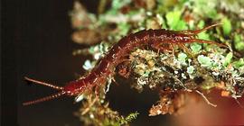 Lithobiomorph centipede (HCP)