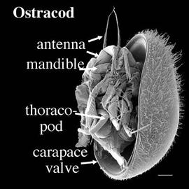 Terrestrial ostracod, one valve removed (DEW)