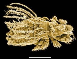 Ornate dendritic arrangements;  Cosmochthonius  dorso-lateral (DEW)