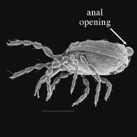 Cryptognathidae (DEW)