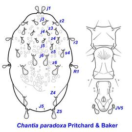  Chantia paradoxa  female