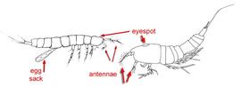Copepoda