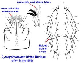  Cyrthydrolaelaps hirtus 