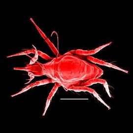 Cunaxidae snout mite (DEW)