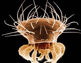  Dendrolaelaspis  frontal (DEW)