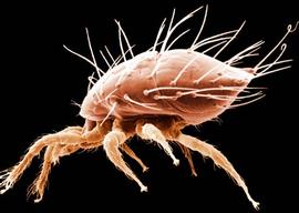  Dendrolaelaspis  lateral (DEW)