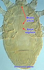  Dermanyssus gallinae  female chelicerae