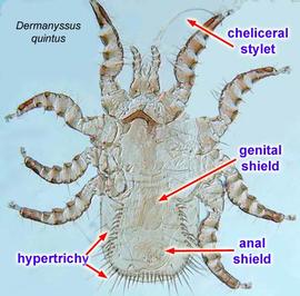  Dermanyssus quintus  (Knee, Proctor, Walter)