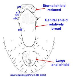 Ventral shields of female,  Dermanyssus gallinae 