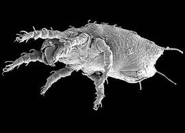  Nothrus  larva (DEW)