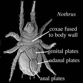 Adanal;  Nothrus  ventral (DEW)