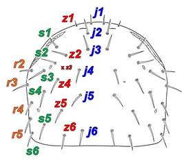 Podonotal setation of  Digamasellus 