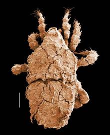  Gamasellus falcifer  group mite encased in soil (DEW)