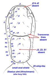  Diseius ulmi  female dorsum