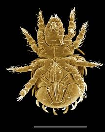 Brachychthonioid venter (DEW)