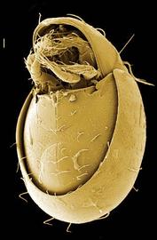 Mesoplophorid ventral (DEW)