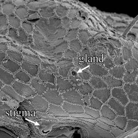  Epicrius  gland (DEW)