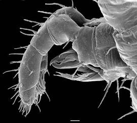  Epicrius  gnathosoma (Oregon) (DEW)