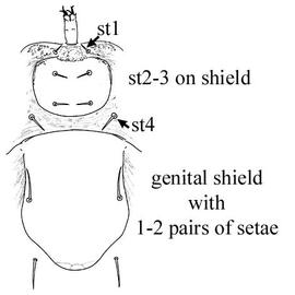  Epicrius  sterno-genital region (CH, DEW)