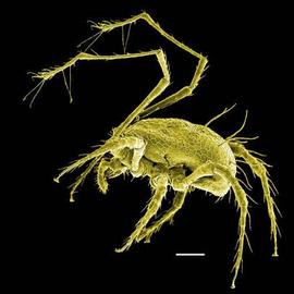  Epicrius  (Oregon) (DEW)