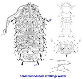  Ectoantennoseius kitchingi 