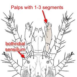 Bothridial sensillum and palps with 1-3 segments