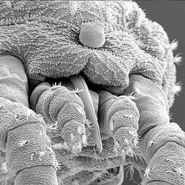  Bimichaelia , naso (eye) and chelicerae (DEW)