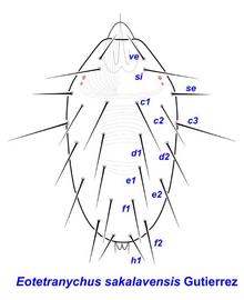   Eotetranychus sakalavensis  from Madagascar
