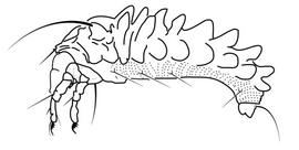 Eriophyidae , Phantacrus 