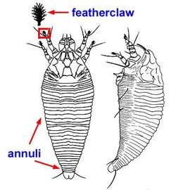 Eriophyid mite in dorsal and lateral views showing the featherclaw