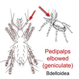 Bdelloidea (DEW)