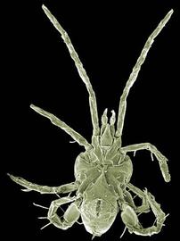 Legs I; eupodid venter (DEW)