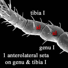  Eviphidid front leg I (DEW)
