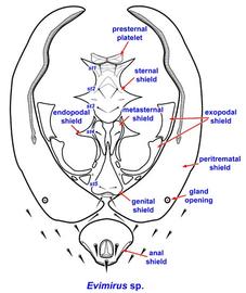 Ventral plates in  Evimirus  sp.