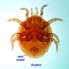   Eviphis  female venter
