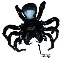 Mygalomorph spider (HCP, DEW)