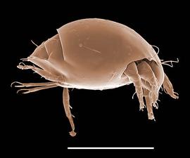  Fungitarsonemus  sp. (DEW)