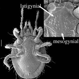 Triplogyniidae,  Funkotriplogynium iagobadius  (DEW)