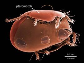 Galumnid ventral view with pteromorph (DEW)