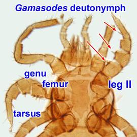  Gamasodes  deutonymph