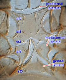   Gamasodes  female sterno-genital region
