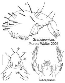   Grandjeanicus theroni 

