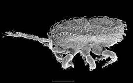  Heatherella  male (DEW)