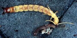 Heterojapygidae,  Heterojapyx  feeding on caterpillar (HCP)
